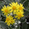 Brachyglottis 'Drysdale'